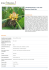 Musella lasiocarpa - Lotus d`or - Bananier chinois nain