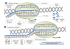 ADN non transcrit ARN m en cours de synthèse U Nucléotides libres