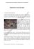 Expression vocale du lapin - Comportement du lapin de compagnie