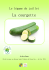 La courgette - Reseau Santé Diabete