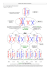 Schéma de méiose Correction 2n = 4 (2 paires de chromosomes) 3