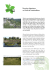 Excursion botanique en For&ecirc;t de Fontainebleau