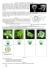 Diagramme floral Légende :