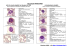 Cellules normales du sang - Bioimage