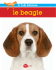 le beagle