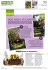 trois jardins récompenses - Pomme de terre Pompadour